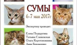 У Сумах відбудеться котячий чемпіонат України
