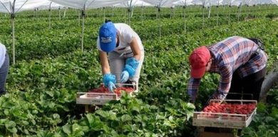 Сумчанка приехала из Польши с долгами и новыми болячками