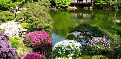 Сумчанам покажут «Японские сады»