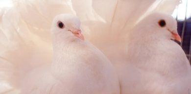 У Сумах пройде виставка-ярмарок голубів