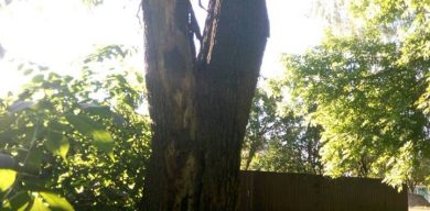 Гігантське дерево ось-ось звалиться на голову роменчанам (фото)