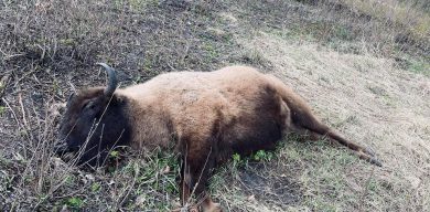 На Сумщині на Великдень браконьєри вбили самку зубра