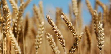 На Сумщині внаслідок обстрілів постраждали посіви пшениці на полі