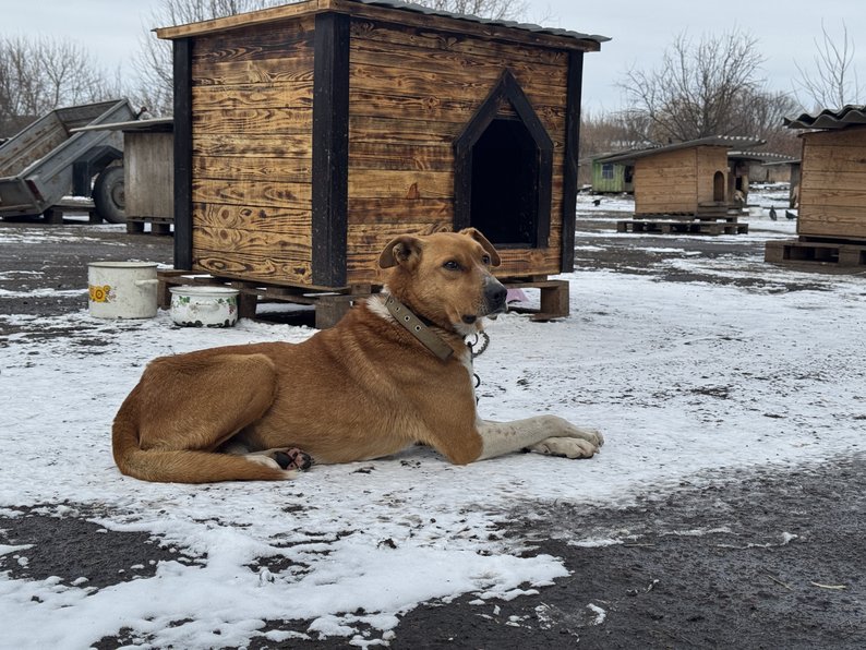 У Сумах прийняли понад 50 собак і котів, евакуйованих із Миропілля