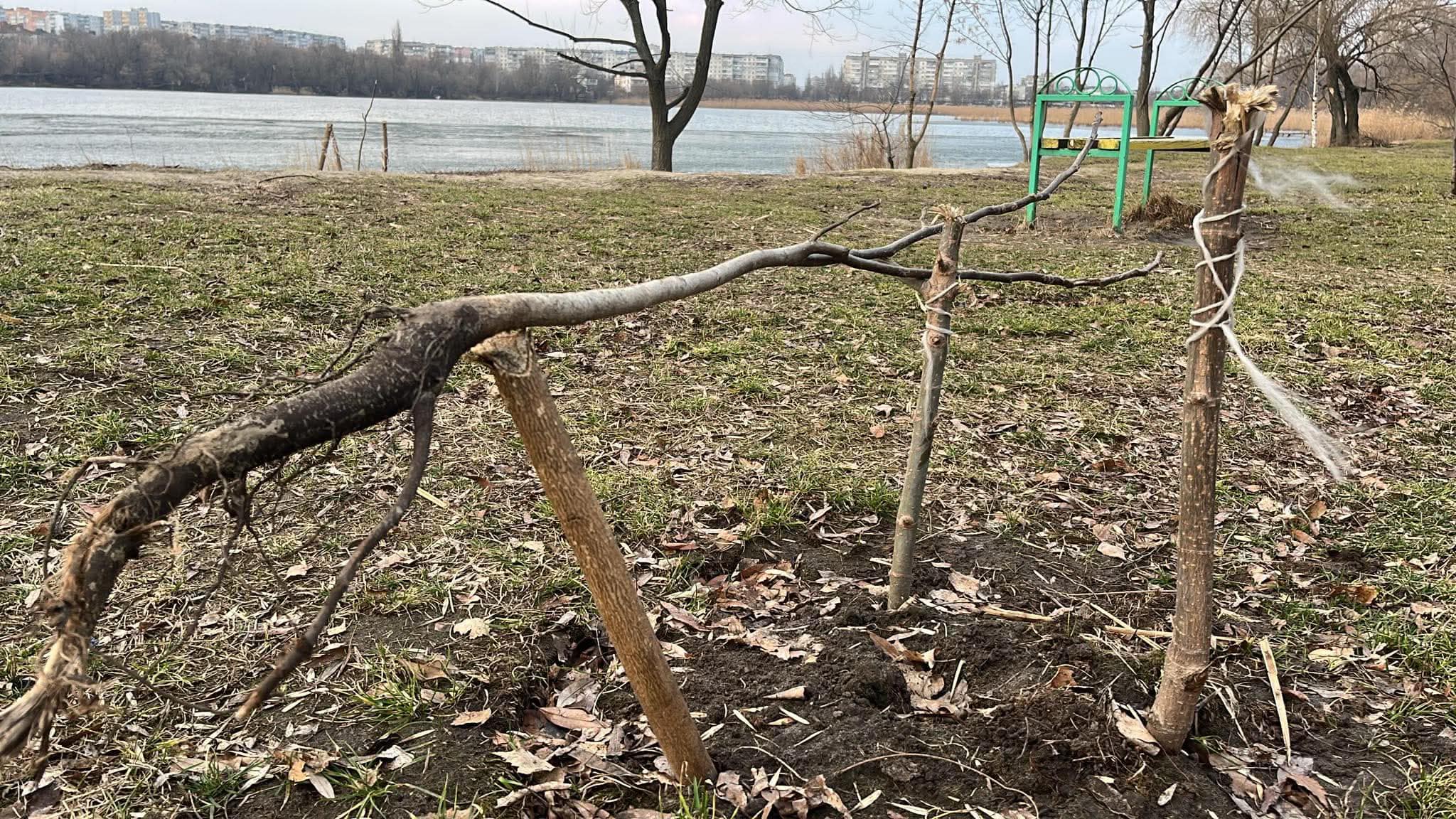 У Сумах на озері Чеха невідомі понівечили дерево горіха, яке висадили і доглядали небайдужі містяни