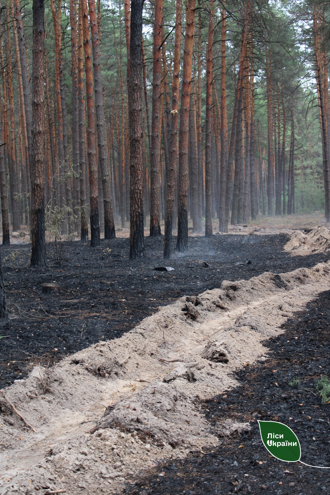 На Сумщині лісівники оперативно ліквідували пожежу після прильоту