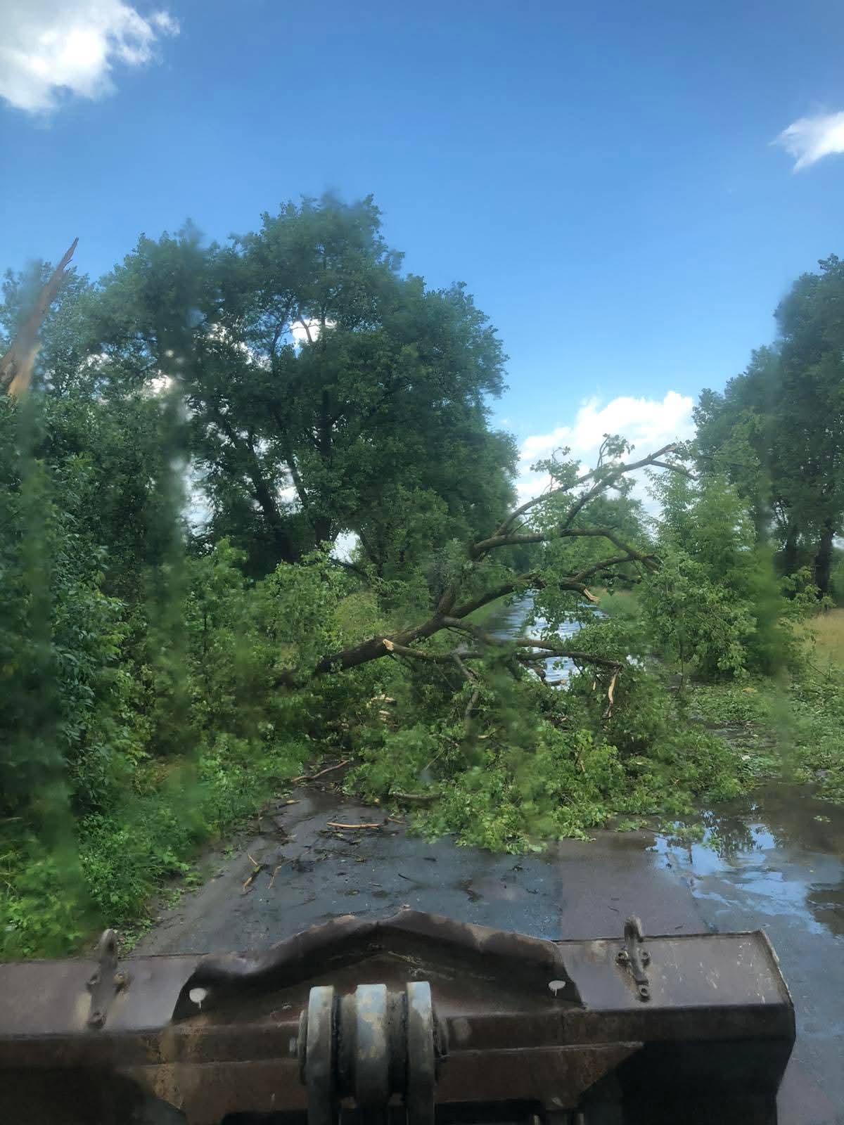 Буревій повалив дерева на дорогу між Шосткою та Ображіївкою