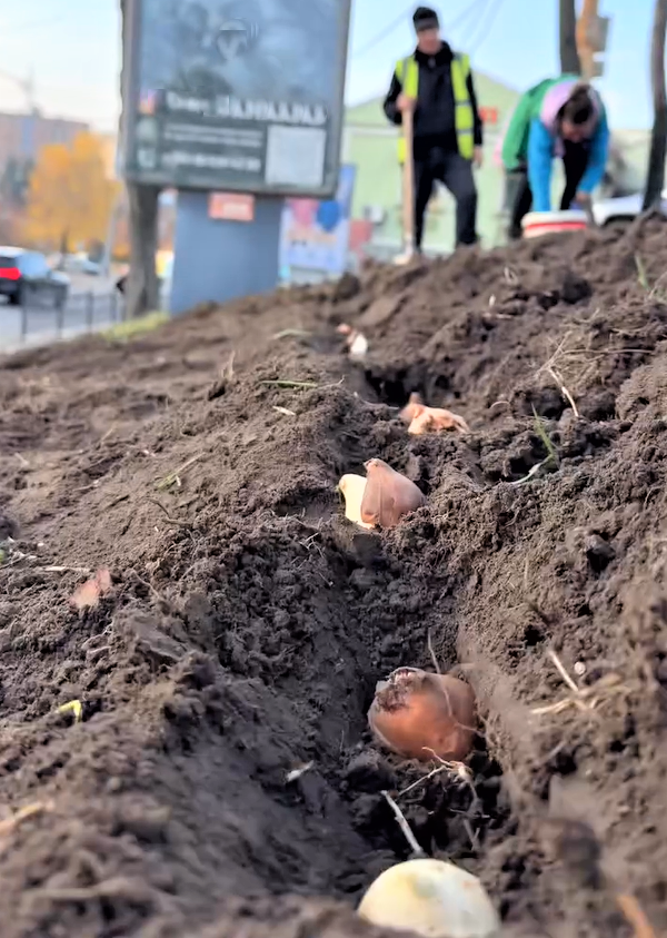 На Козацькому Валу в Сумах висадили тюльпани на весну