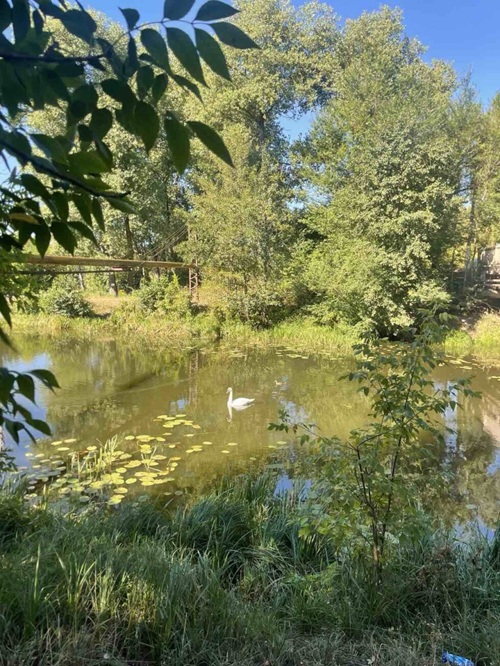 Вода в шосткинському озері Галенківське відповідає гігієнічним нормам