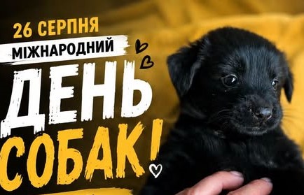 У Сумах шукають «таємних друзів» для собак із притулку