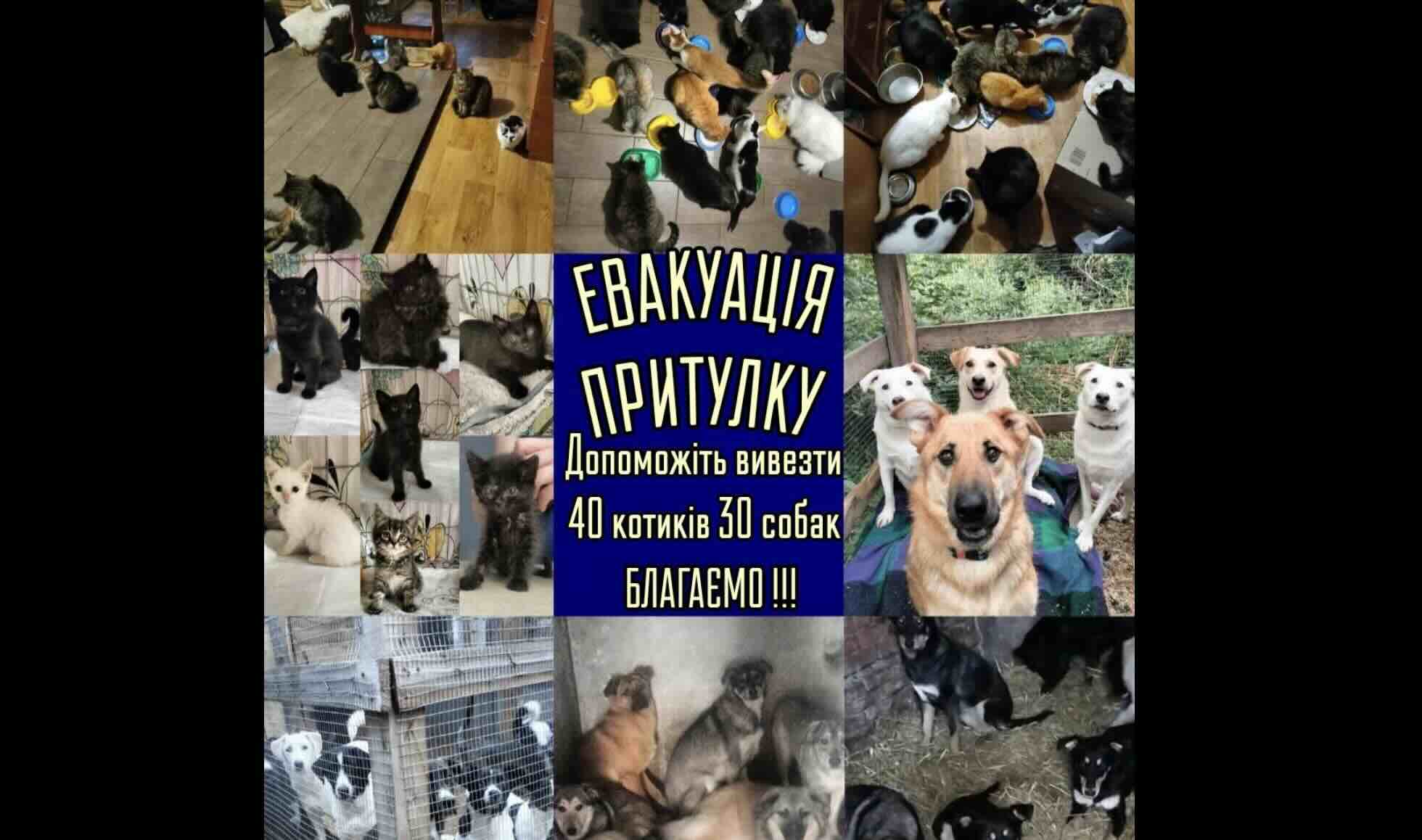 Навіть притулок для тварин евакуюють із передмістя Сум: волонтери збирають кошти на переїзд у безпечнішу область